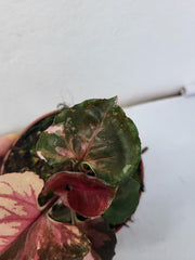 Syngonium Strawberry Ice Galaxy