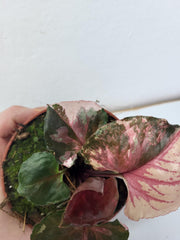 Syngonium Strawberry Ice Galaxy