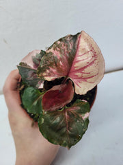 Syngonium Strawberry Ice Galaxy