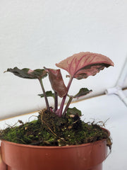 Syngonium Strawberry Ice Galaxy