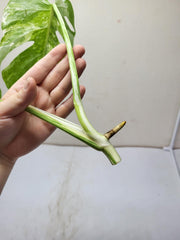 Monstera Variegata Steckling