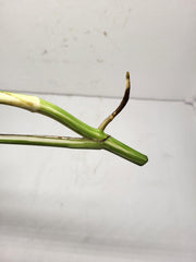 Monstera Variegata Steckling