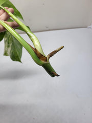 Monstera Variegata Steckling