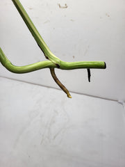 Monstera Variegata Steckling