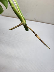 Monstera Variegata Steckling