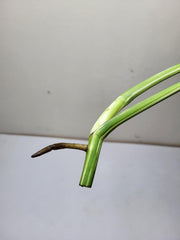 Monstera Variegata Steckling