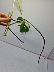 Monstera Variegata Steckling