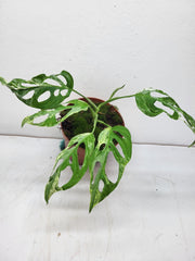 Monstera Adansonii Indonesian Marble