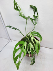 Monstera Adansonii Indonesian Marble