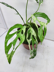 Monstera Adansonii Indonesian Marble
