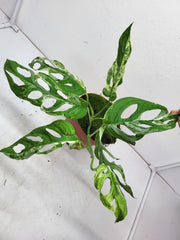 Monstera Adansonii Indonesian Marble