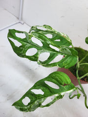 Monstera Adansonii Indonesian Marble