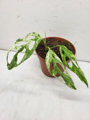 Monstera Adansonii Indonesian Marble