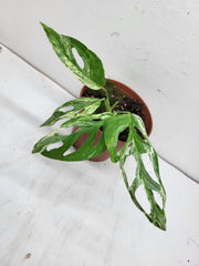 Monstera Adansonii Indonesian Marble