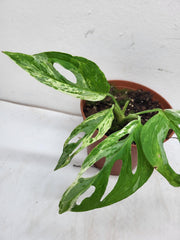 Monstera Adansonii Indonesian Marble
