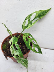 Monstera Adansonii Indonesian Marble