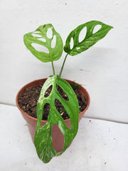 Monstera Adansonii Indonesian Marble