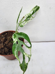 Monstera Adansonii Indonesian Marble