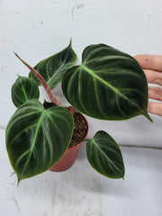 Philodendron El Choco Red
