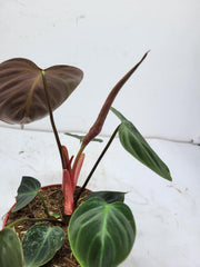 Philodendron El Choco Red