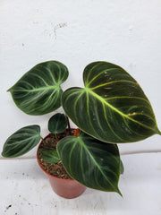 Philodendron El Choco Red