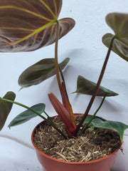 Philodendron El Choco Red