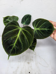 Philodendron El Choco Red