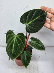 Philodendron El Choco Red
