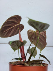 Philodendron El Choco Red