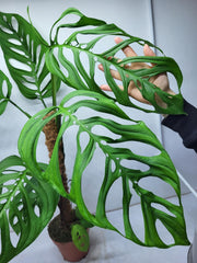 Monstera Epipremnoides Esqueleto Adult