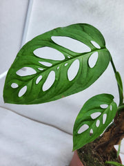 Monstera Epipremnoides Esqueleto Adult