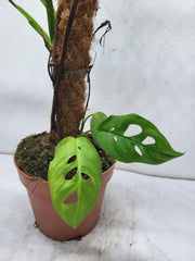 Monstera Epipremnoides Esqueleto Adult