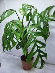 Monstera Epipremnoides Esqueleto Adult