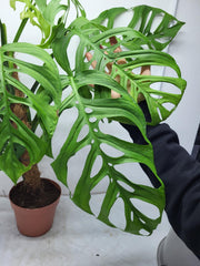Monstera Epipremnoides Esqueleto Adult