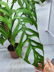 Monstera Epipremnoides Esqueleto Adult