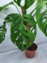 Monstera Epipremnoides Esqueleto Adult