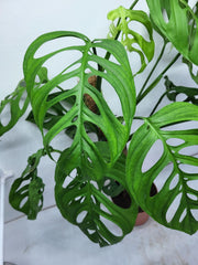 Monstera Epipremnoides Esqueleto Adult