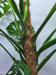 Monstera Epipremnoides Esqueleto Adult