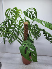 Monstera Epipremnoides Esqueleto Adult