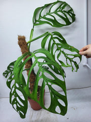Monstera Epipremnoides Esqueleto Adult