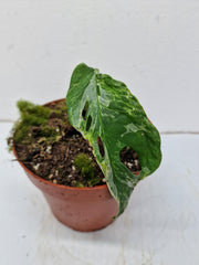 Monstera Adansonii Indonesian Marble Stecklinge