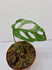 Monstera Adansonii Indonesian Marble Stecklinge