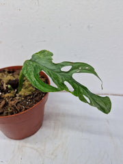 Monstera Adansonii Indonesian Marble Stecklinge