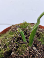 Monstera Adansonii Indonesian Marble Stecklinge