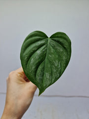 Philodendron Majestic Steckling