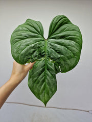 Philodendron Majestic Steckling