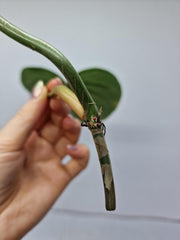 Philodendron Majestic Steckling