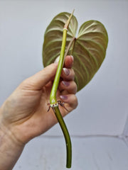 Philodendron Majestic Steckling