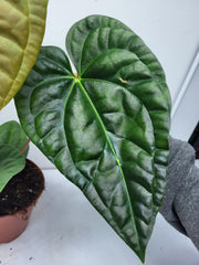 Anthurium Luxurians x Regale