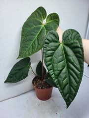 Anthurium Luxurians x Regale